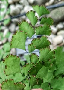 Adiantum capillus-veneris