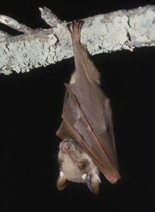 utils/thumbs/Pteropodidae/Epomophorus_mNXP3bkPxLHWPFtKGKkagx.jpg