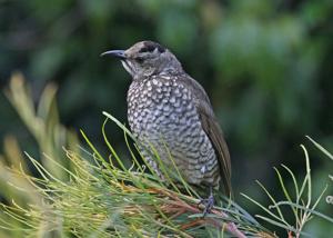 Sericulus chrysocephalus