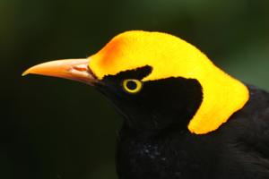 Sericulus chrysocephalus