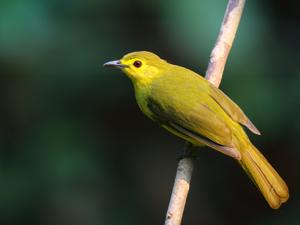 Acritillas indica