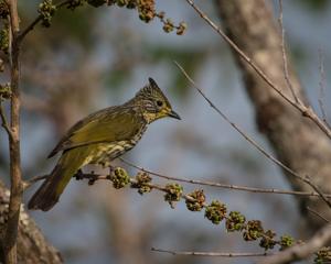 utils/thumbs/Pycnonotidae/Alcurus_L2aSnf5XPUdKHRhR8d2xjj.jpg