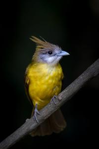 Alophoixus flaveolus