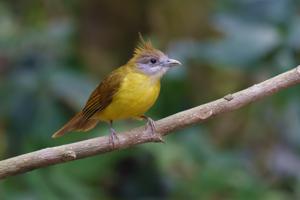 Alophoixus flaveolus