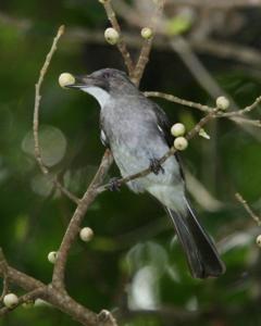 Hemixos flavala cinereus