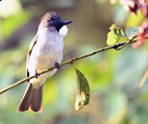 Hemixos flavala flavala