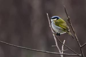 utils/thumbs/Pycnonotidae/Neolestes_96z36Ps7555FKhzi7Ra9fX.jpg