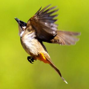 Pycnonotus xanthorrhous