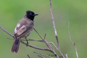 Pycnonotus xanthopygos