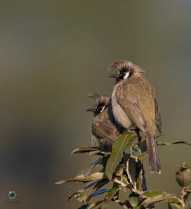 Pycnonotus leucogenys