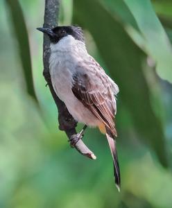 Pycnonotus aurigaster