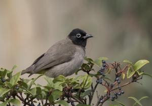 Pycnonotus xanthopygos