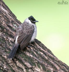 Pycnonotus aurigaster