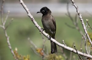 Pycnonotus xanthopygos