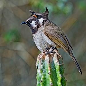 Pycnonotus leucogenys