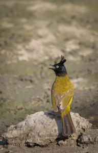 Rubigula flaviventris