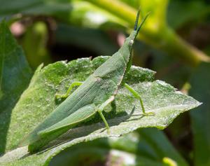 utils/thumbs/Pyrgomorphidae/Atractomorpha_ia6snTgtPrs9HS8dwd4SMX.jpg