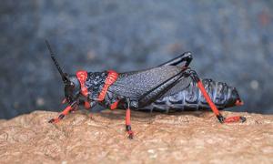 Dictyophorus spumans