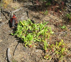 Dictyophorus spumans