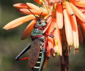 Dictyophorus spumans