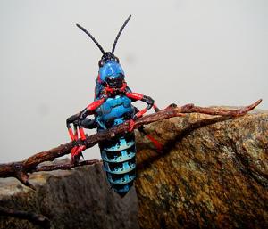 Dictyophorus spumans