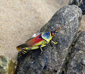 utils/thumbs/Pyrgomorphidae/Zonocerus_XHbxuE79bNR8ttXtieZjko.jpg