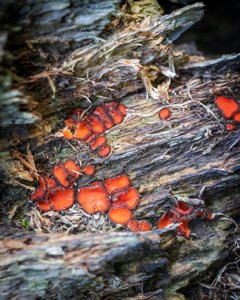 Scutellinia scutellata