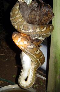 Morelia spilota variegata