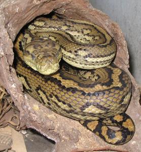 Morelia spilota