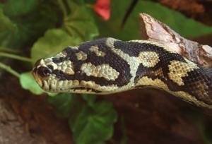 Morelia spilota ceynei