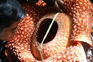 Rafflesia tuanmudae