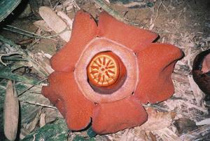 utils/thumbs/Rafflesiaceae/Rafflesia_Zsm9PVfkfmYKXv5GTbgsQ9.jpg