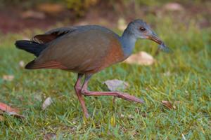 Aramides cajaneus