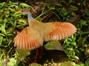 Aramides albiventris plumbeicollis 