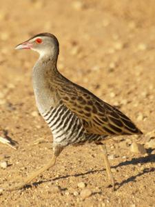 Crecopsis egregia