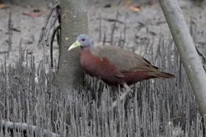 utils/thumbs/Rallidae/Eulabeornis_FVjJAmWPyeSUyrX5AmGBCy.jpg