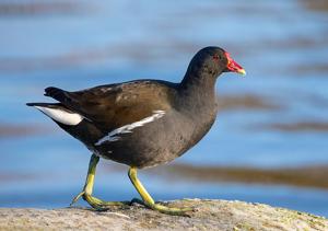 utils/thumbs/Rallidae/Gallinula_EScEJnyDMtSvSpHSoovG2G.jpg