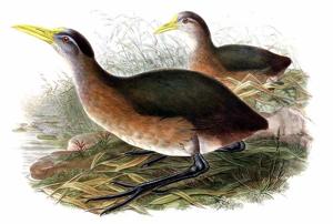 utils/thumbs/Rallidae/Megacrex_QkPhTj8Kvrpwu2pqvPbXez.jpg