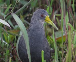 Pardirallus nigricans
