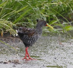 Pardirallus maculatus