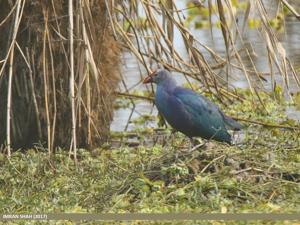 Porphyrio poliocephalus
