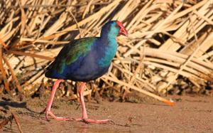 Porphyrio madagascariensis