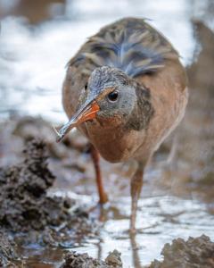 Rallus limicola