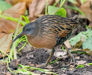 Rallus limicola