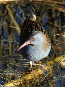 Rallus aquaticus