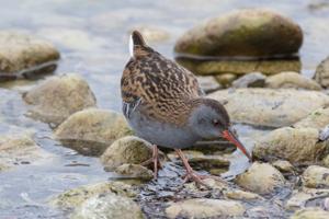 Rallus aquaticus