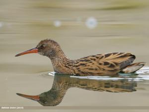 Rallus aquaticus