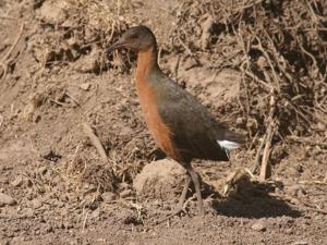 utils/thumbs/Rallidae/Rougetius_HXFhkXoX74Trnsqo4R95Vi.jpg