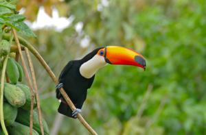 Ramphastos toco