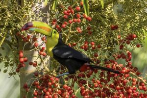 Ramphastos sulfuratus